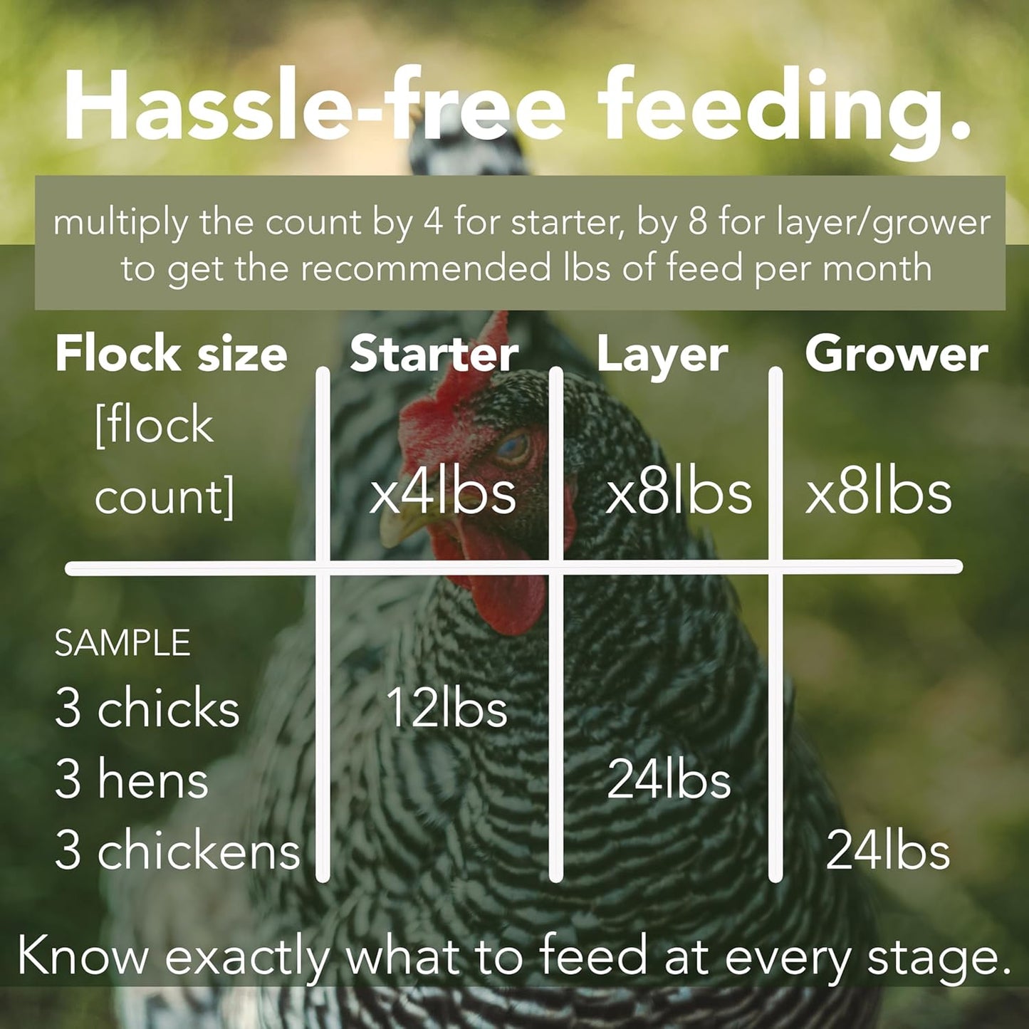 Organic Layer Chicken Feed